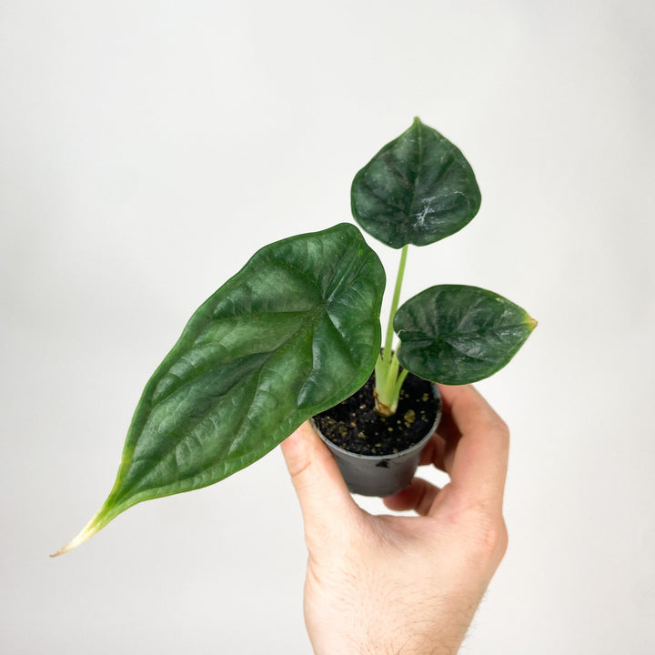 Alocasia Dragon Scale - Babypflanze Foliage Dreams