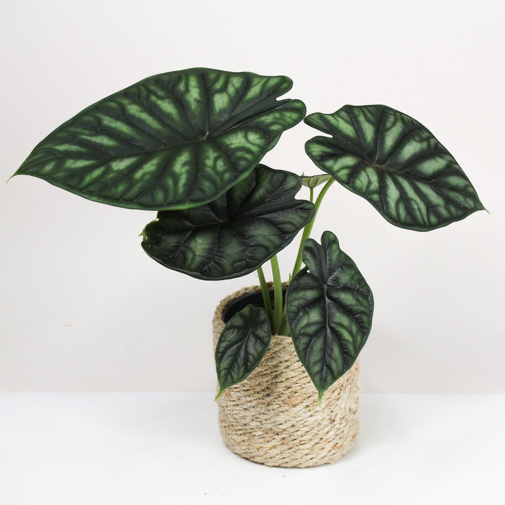 Alocasia Dragon Scale (Elefantenohr) – Foliage Dreams