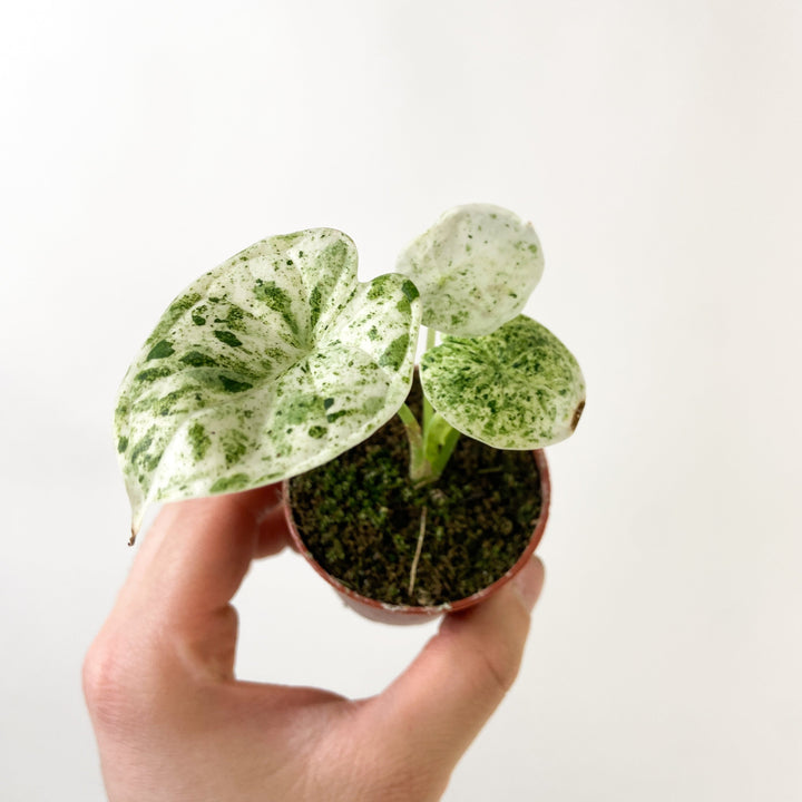 Alocasia Dragon Scale Mint - Babypflanze Foliage Dreams