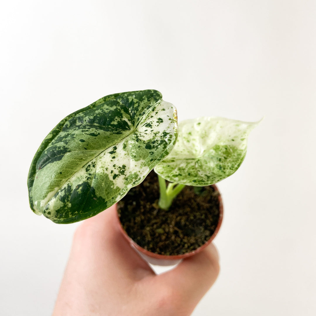 Alocasia Dragon Scale Mint - Babypflanze Foliage Dreams