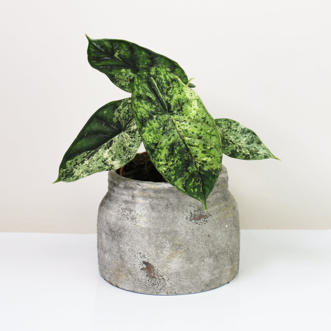 Alocasia Dragon Scale Mint Foliage Dreams