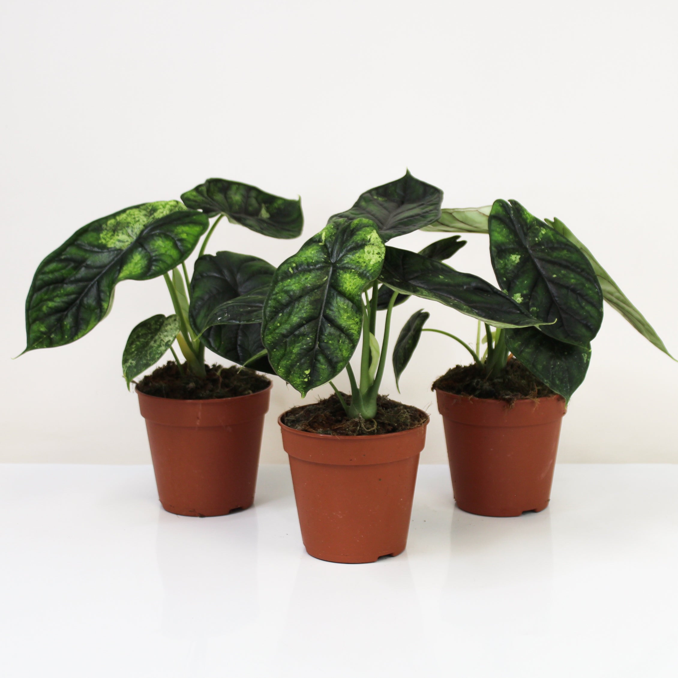 Alocasia Dragon Scale mint 2本セット Alocasia Dragon Scale Mint | Buy Online - Exotic & Striking