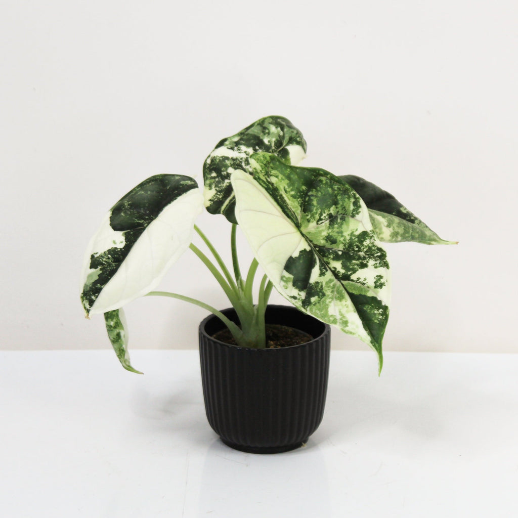 Alocasia Dragon Scale Variegata - Babypflanze – Foliage Dreams