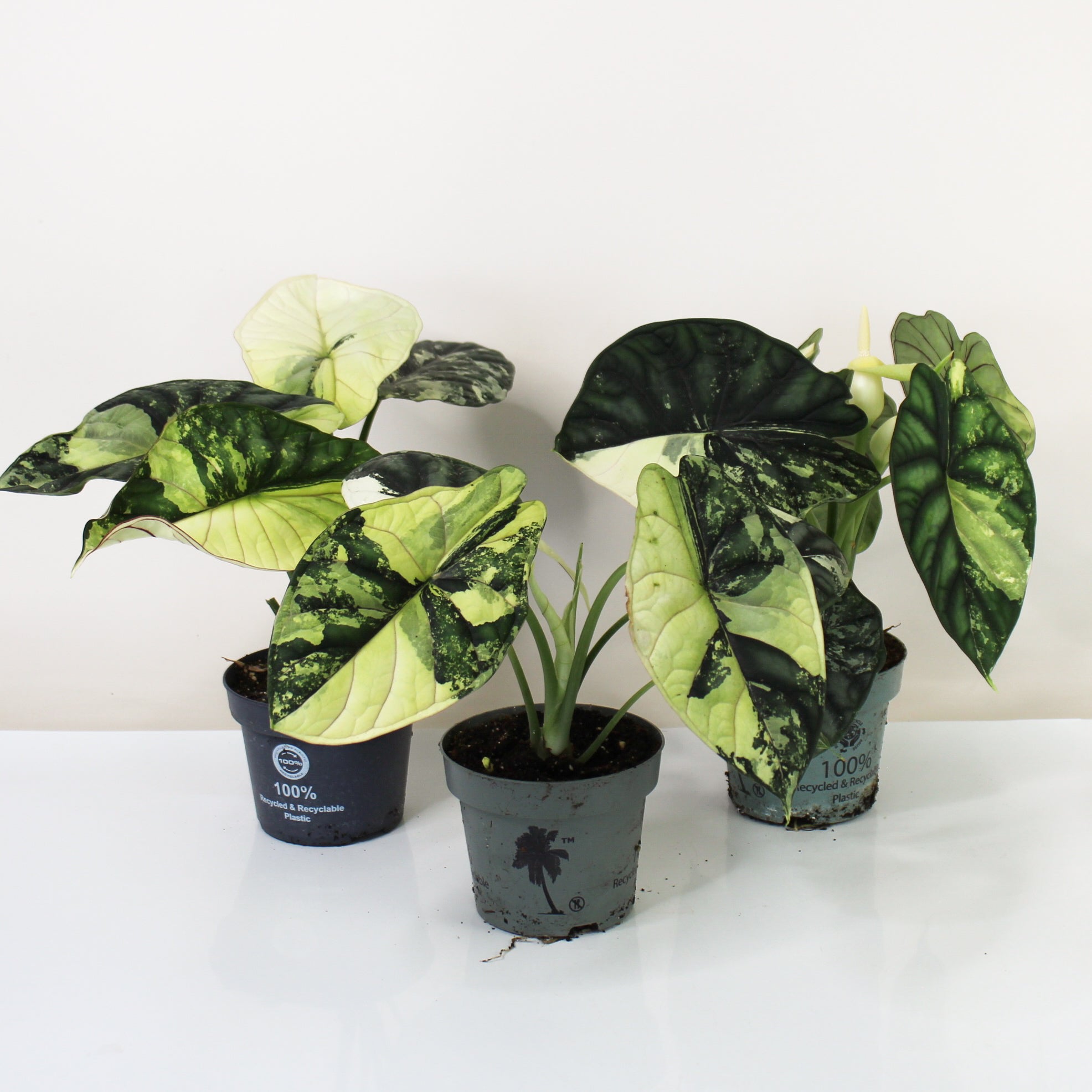 Alocasia Dragon Scale Variegata – Foliage Dreams