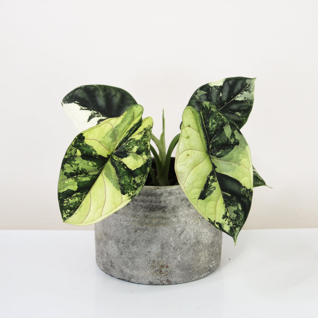 Alocasia Dragon Scale Variegata Foliage Dreams