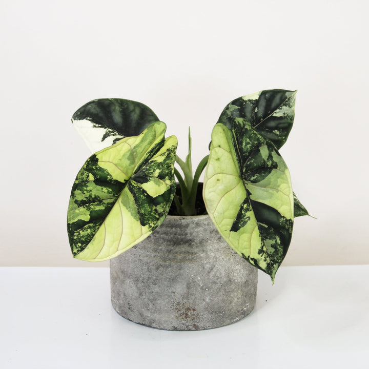Alocasia Dragon Scale Variegata Foliage Dreams