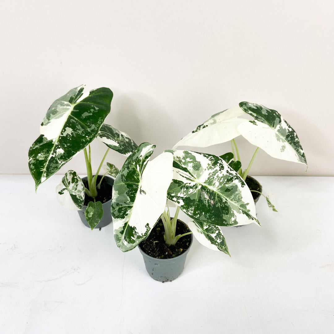 Alocasia Frydek Variegata - Babypflanze Foliage Dreams