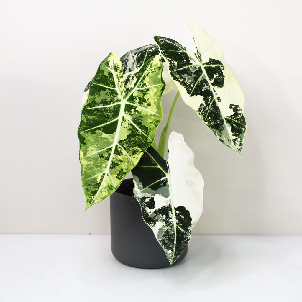 Alocasia Frydek Variegata – Foliage Dreams