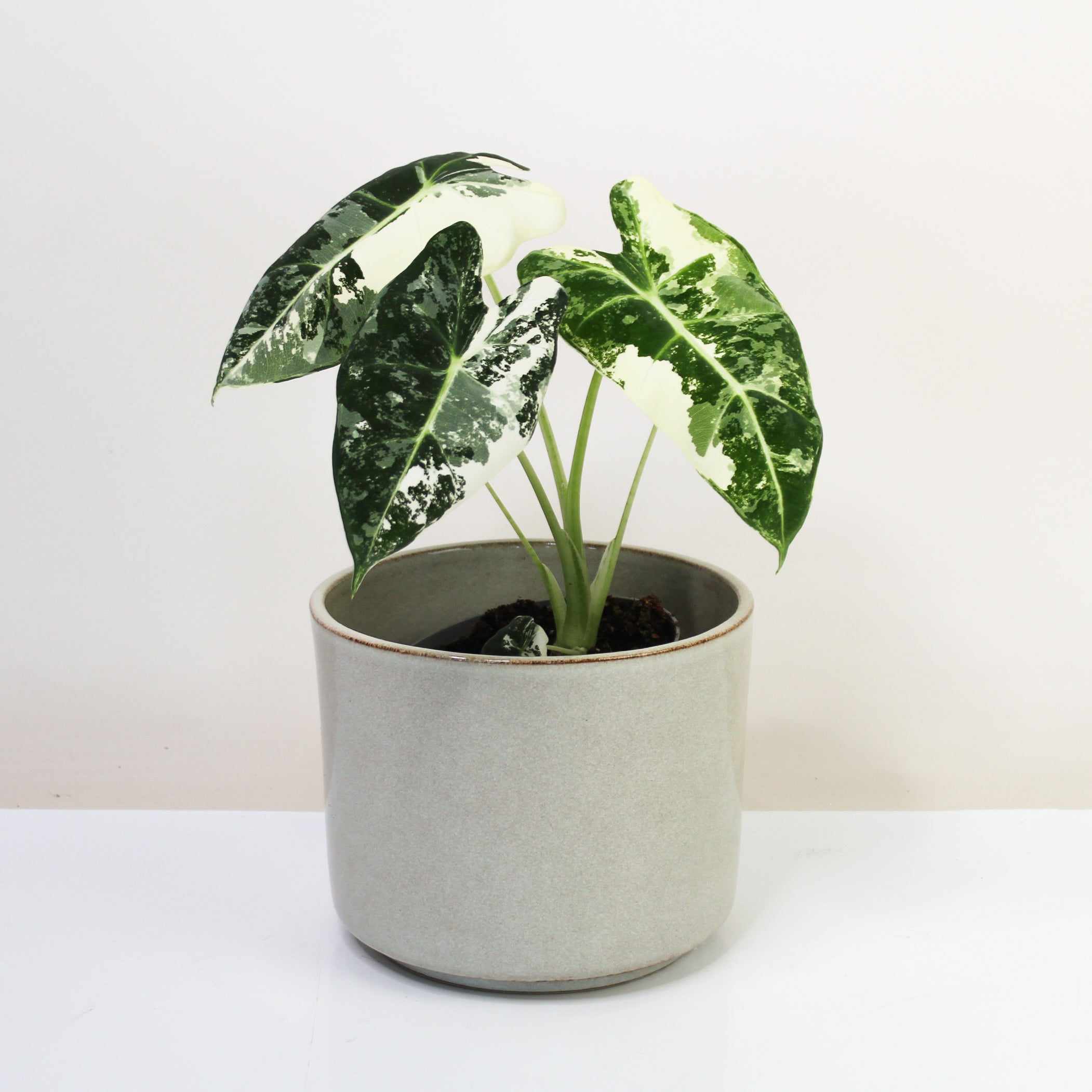 Alocasia Frydek Variegata – Foliage Dreams