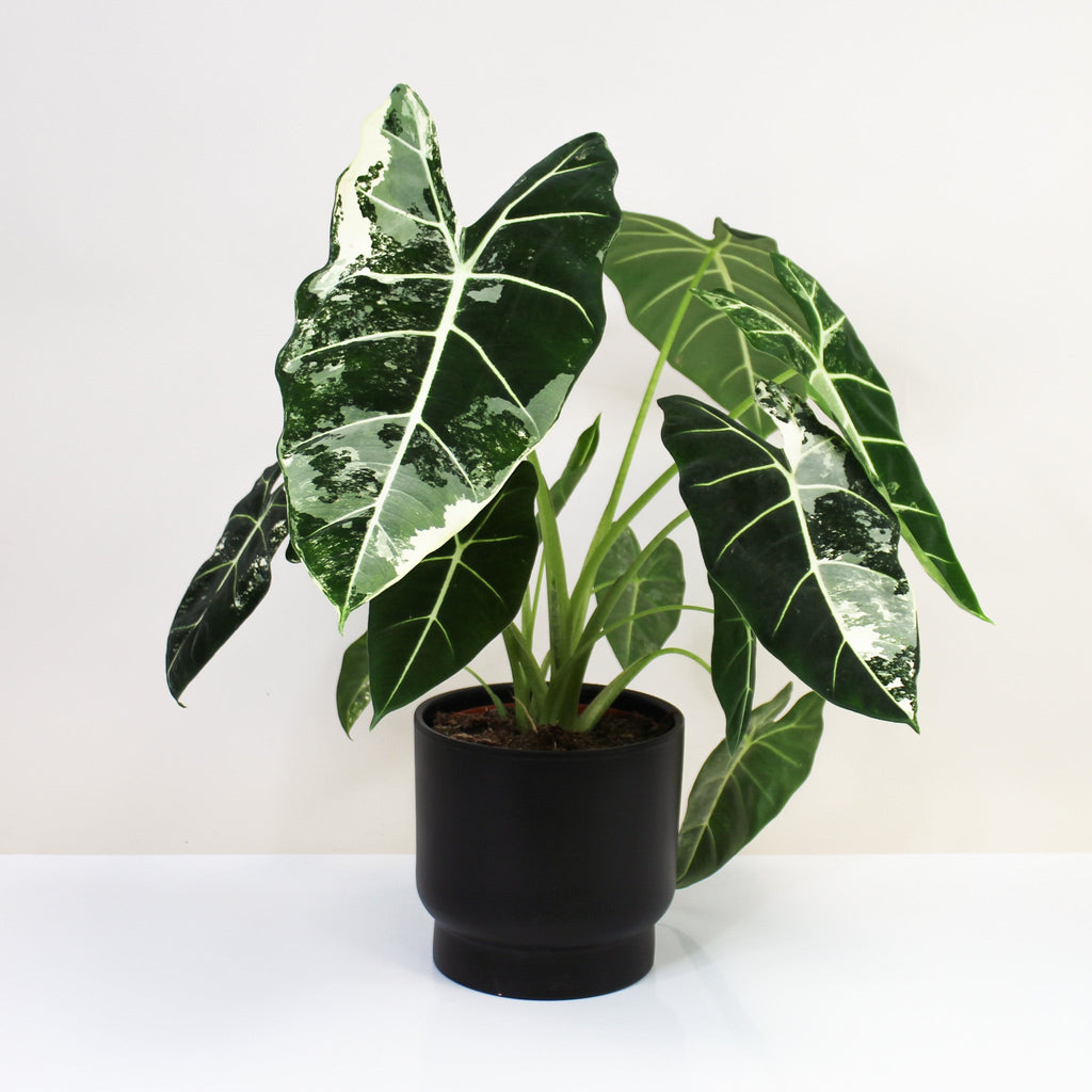 Alocasia Frydek Variegata ⌀19cm – Foliage Dreams