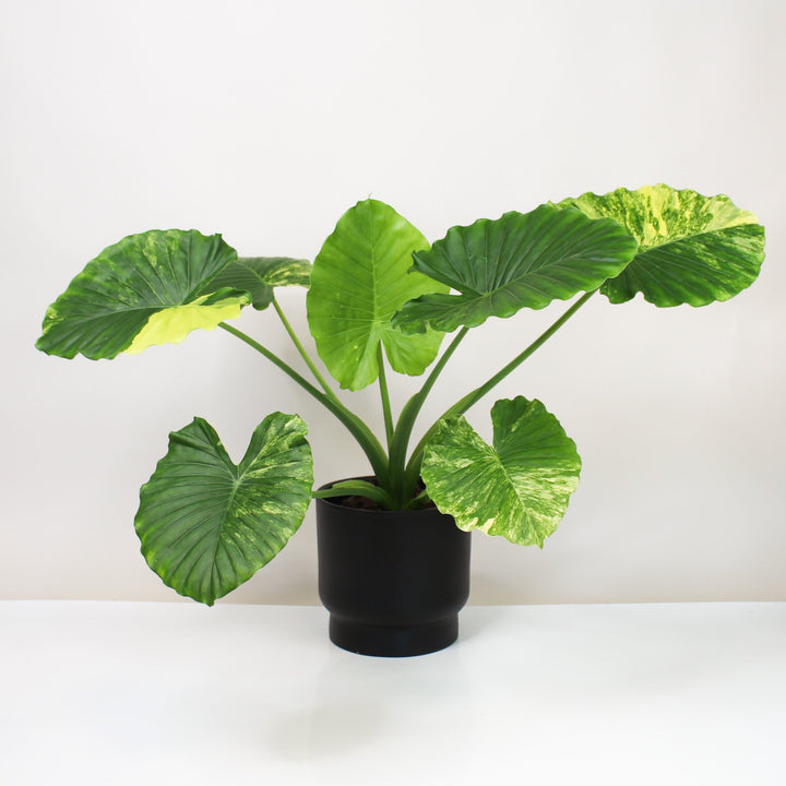 Alocasia Gageana Variegata Aurea Foliage Dreams