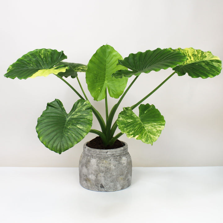 Alocasia Gageana Variegata Aurea L Foliage Dreams