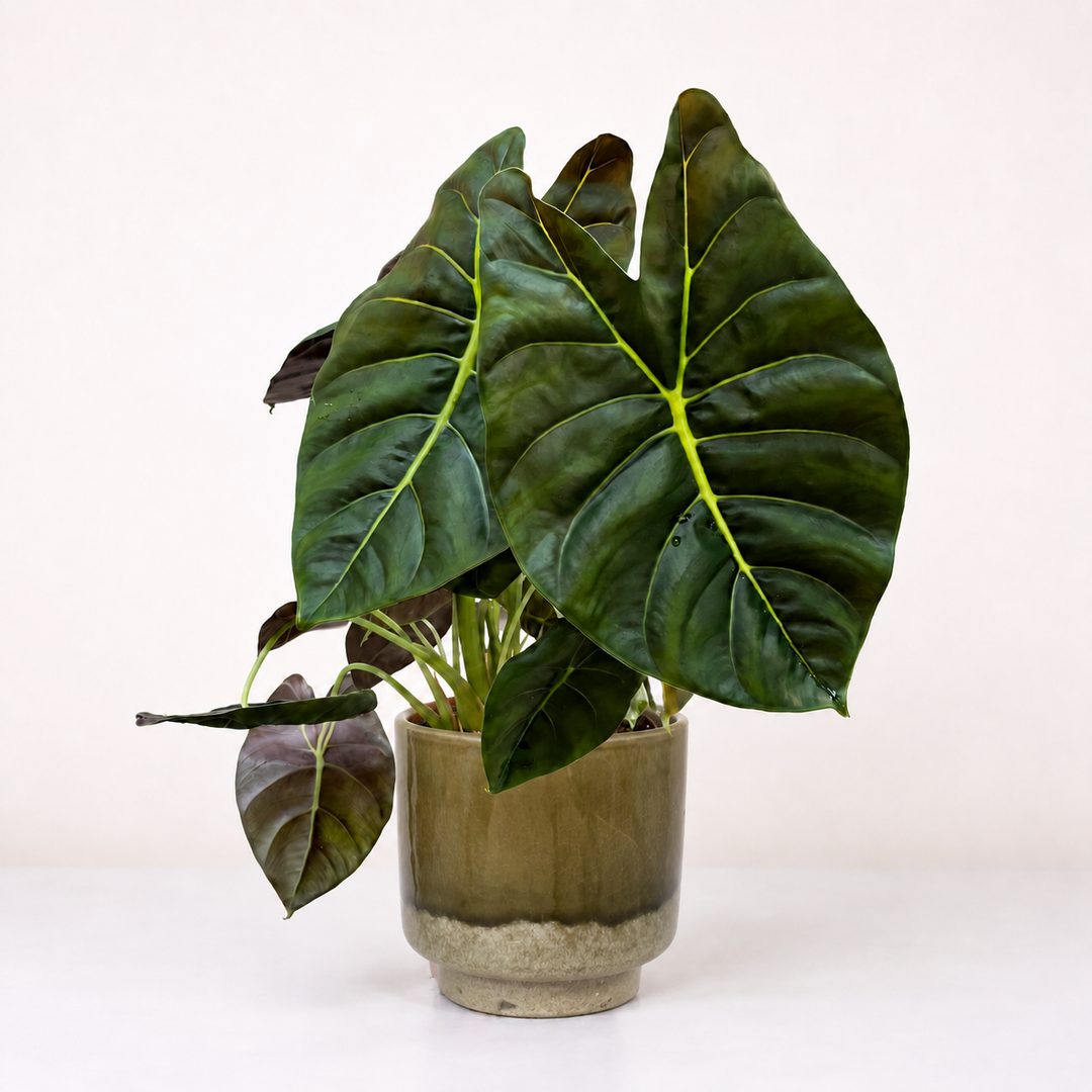 Alocasia Golden Bone XL Foliage Dreams