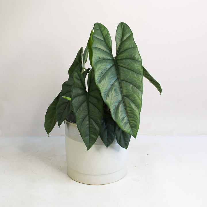 Alocasia Heterophylla Corazon Foliage Dreams