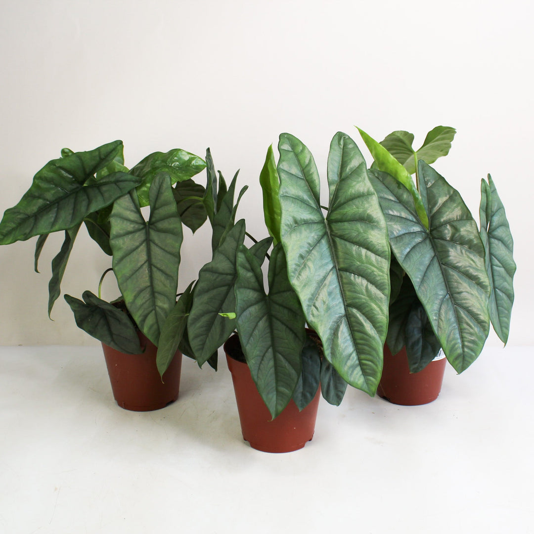 Alocasia Heterophylla Corazon Foliage Dreams