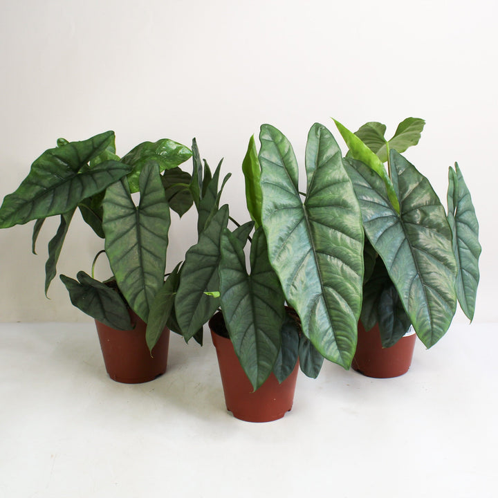 Alocasia Heterophylla Corazon Foliage Dreams