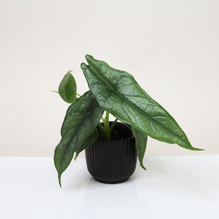 Alocasia Heterophylla 'Dragons Breath' - Babypflanze Foliage Dreams