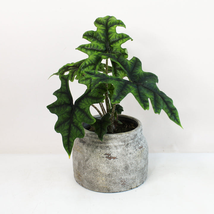 Alocasia Jacklyn M Foliage Dreams