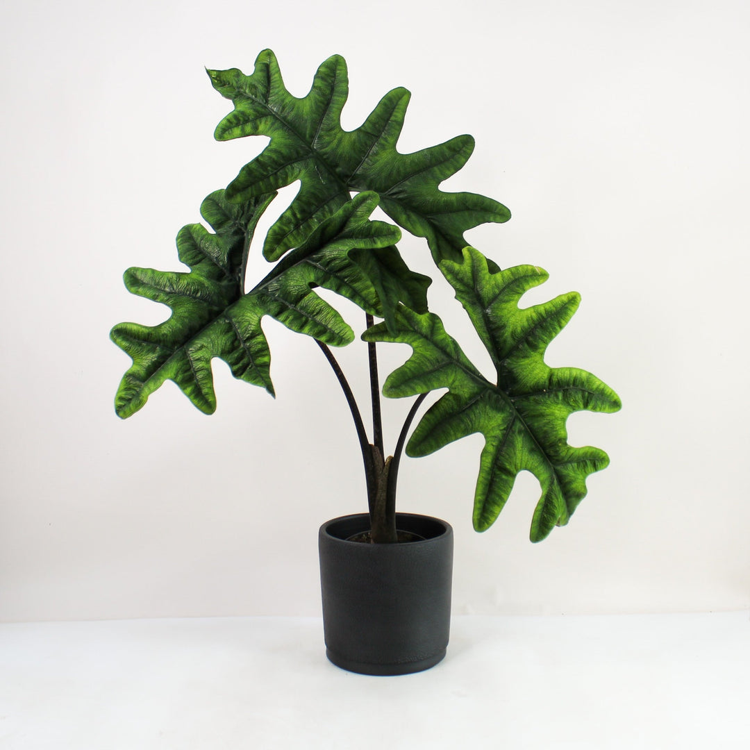 Alocasia Jacklyn XL Foliage Dreams