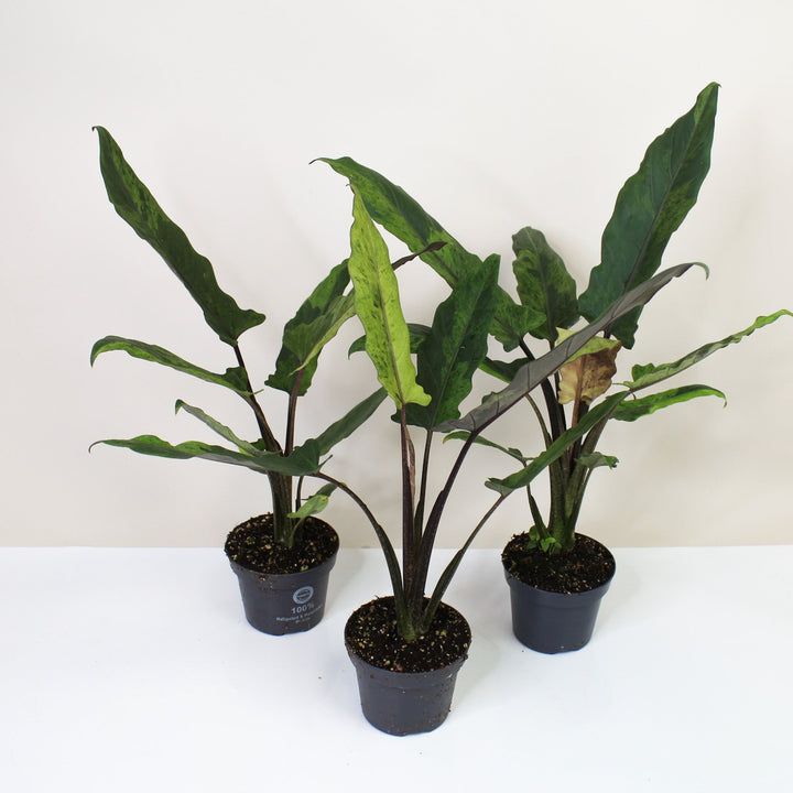 Alocasia Lauterbachiana Variegata Foliage Dreams