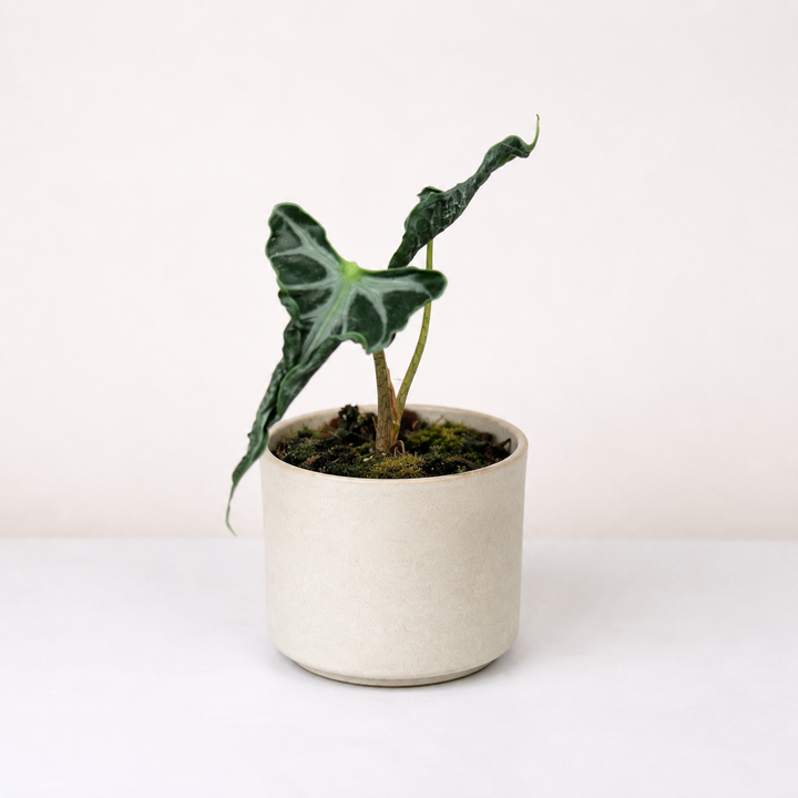 Alocasia Loco S Foliage Dreams