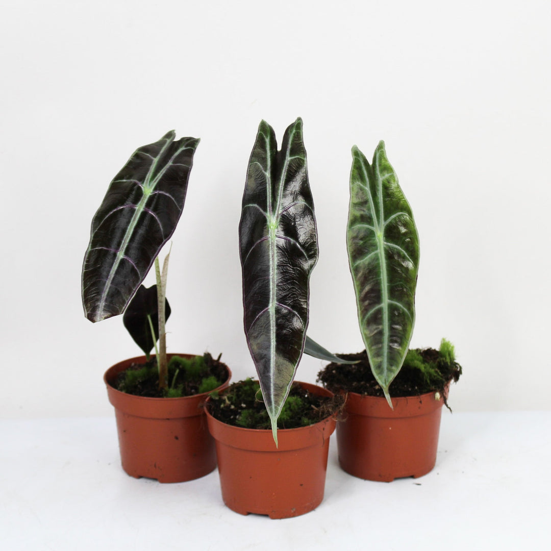 Alocasia Longiloba Purple M Foliage Dreams