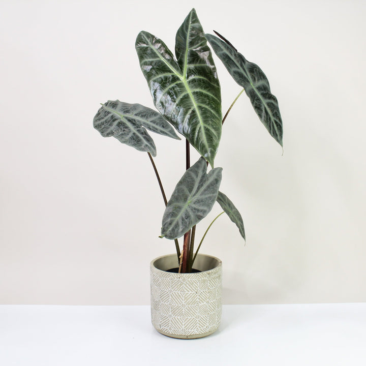 Alocasia Longiloba Silver L Foliage Dreams