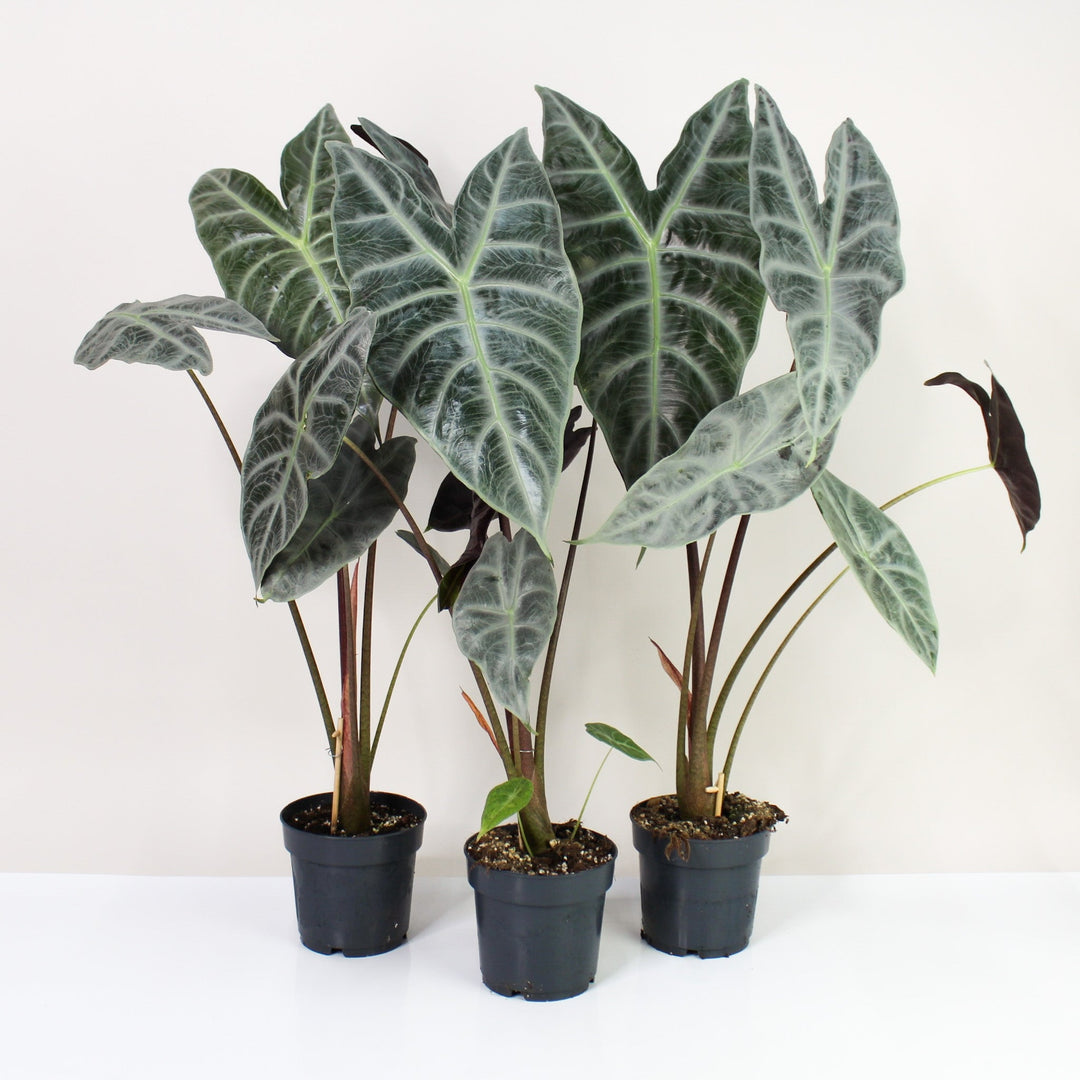 Alocasia Longiloba Silver L Foliage Dreams