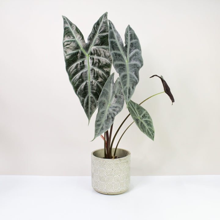 Alocasia Longiloba Silver L Foliage Dreams