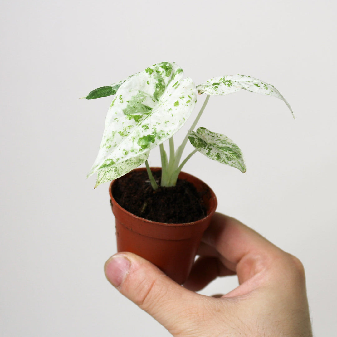 Alocasia Macrorrhiza Splash - Babypflanze Foliage Dreams