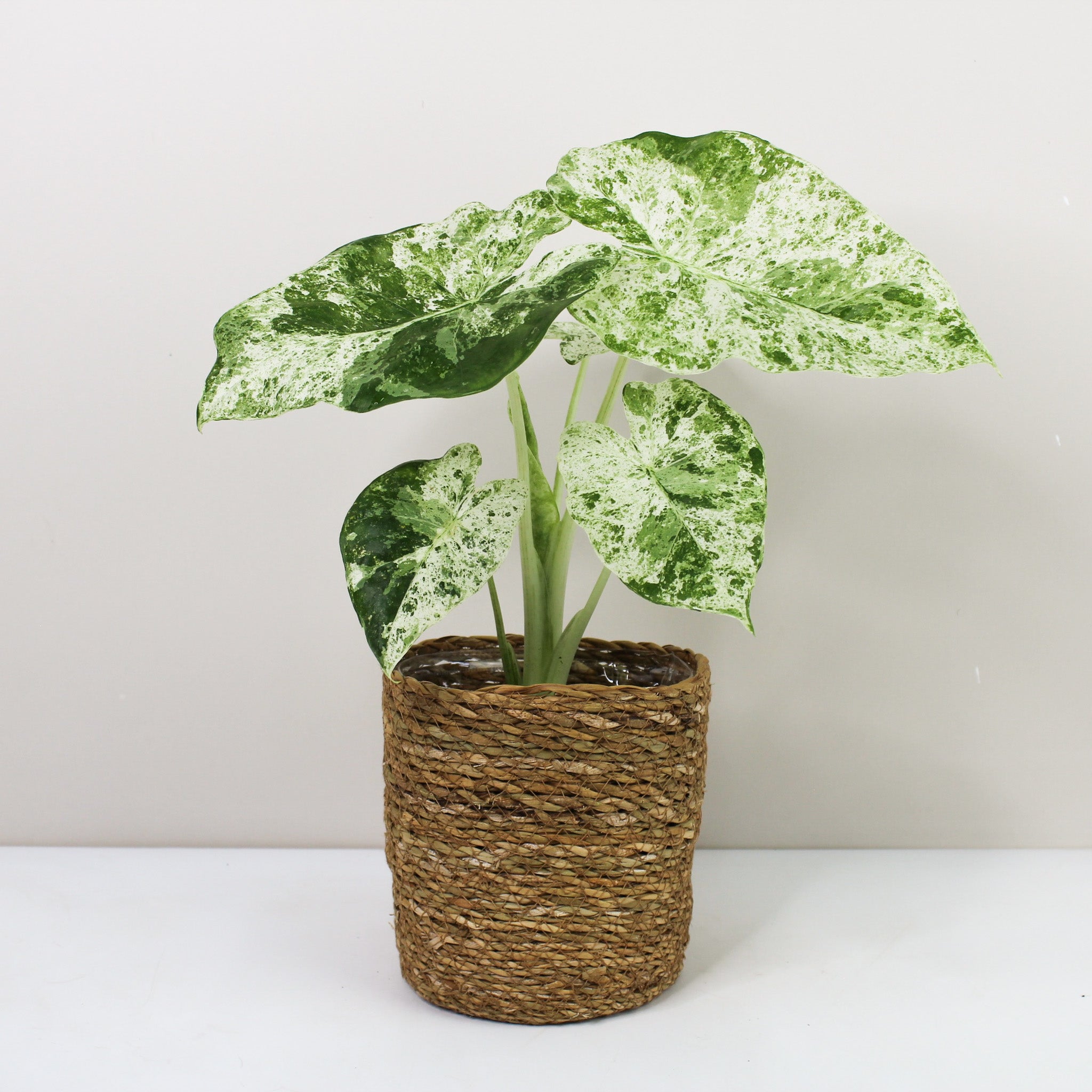 Alocasia Macrorrhiza Splash