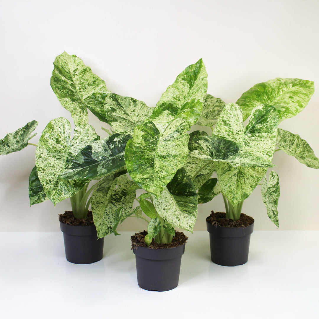 Alocasia Macrorrhiza Splash Foliage Dreams