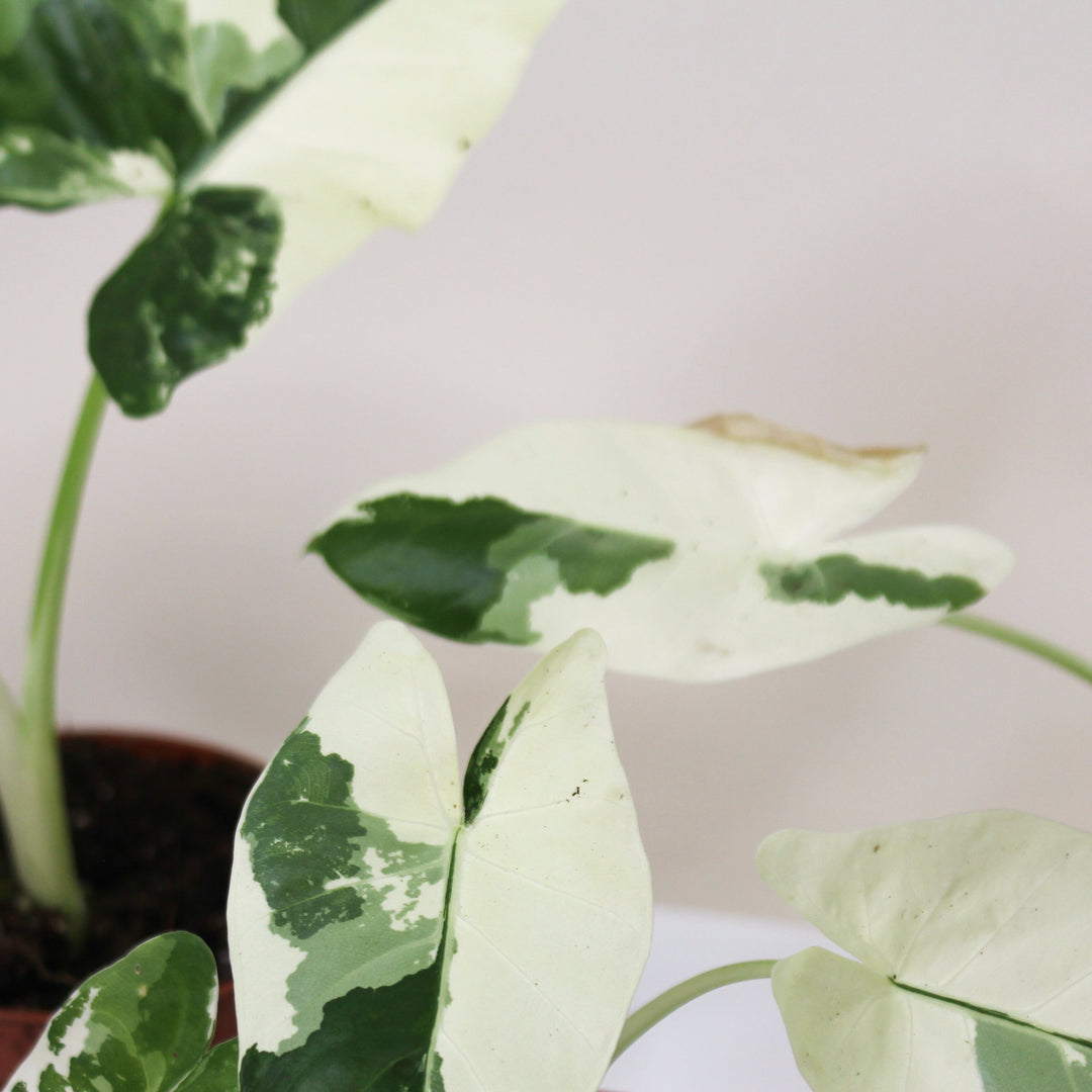 Alocasia Macrorrhiza Variegata Foliage Dreams