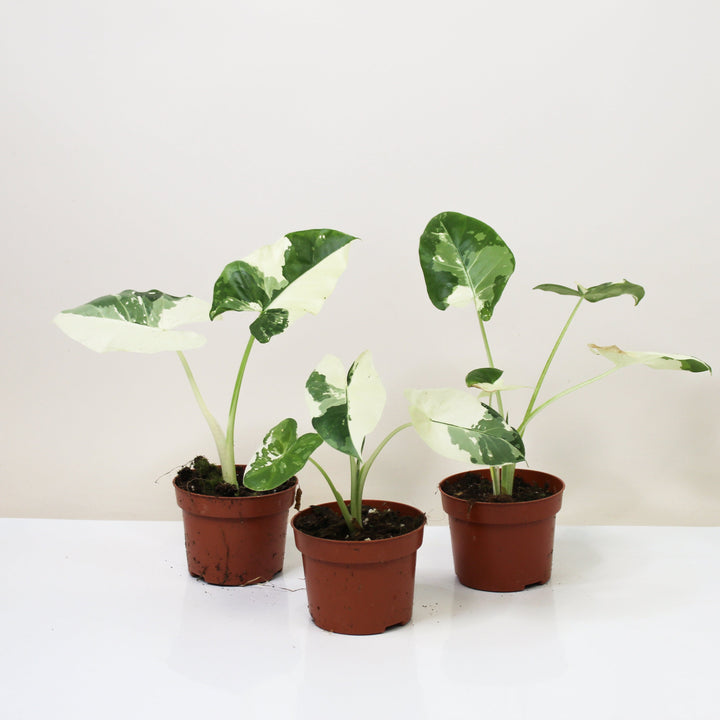 Alocasia Macrorrhiza Variegata Foliage Dreams