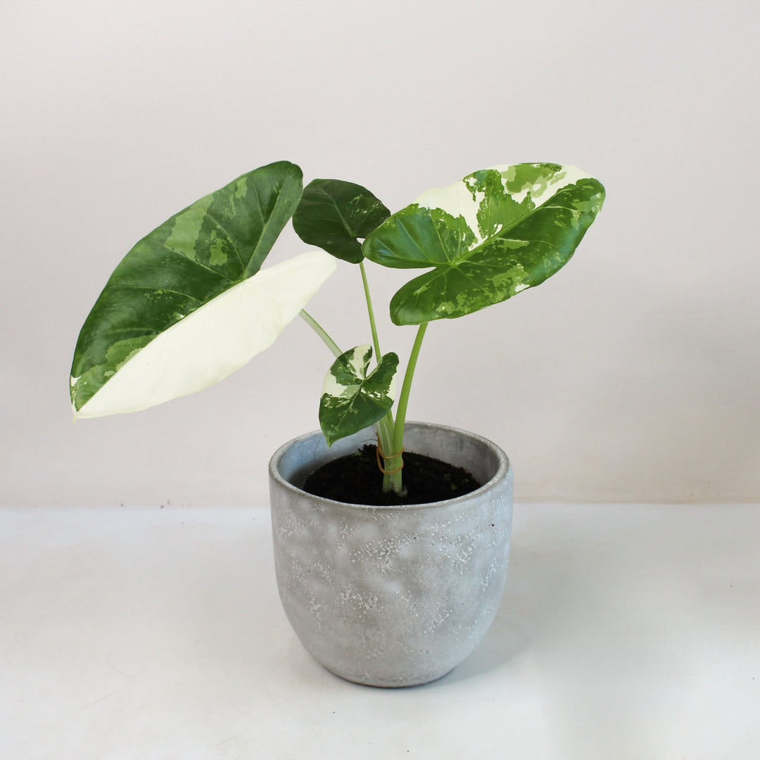 Alocasia Macrorrhiza Variegata M Foliage Dreams