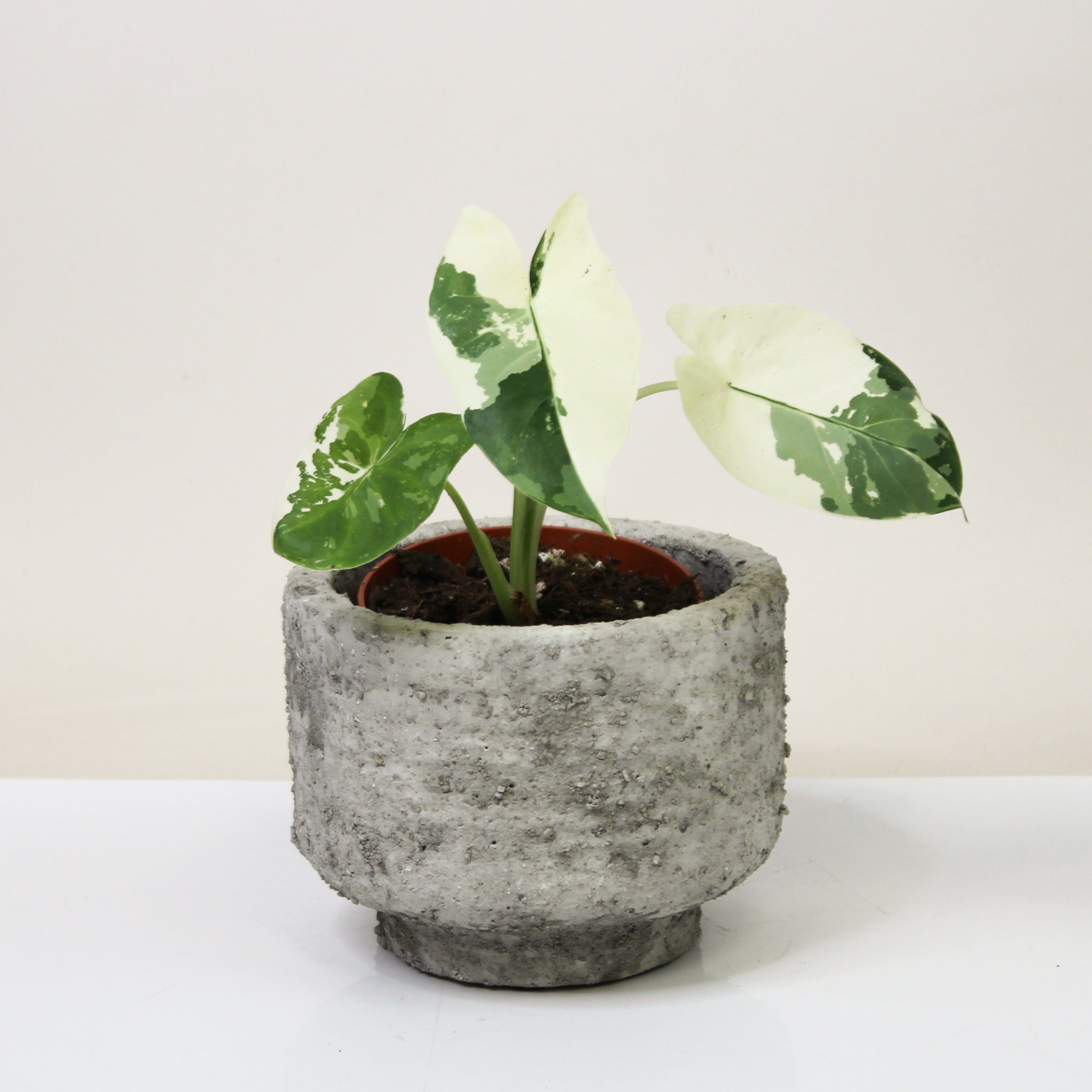 Alocasia Macrorrhiza Variegata - S
