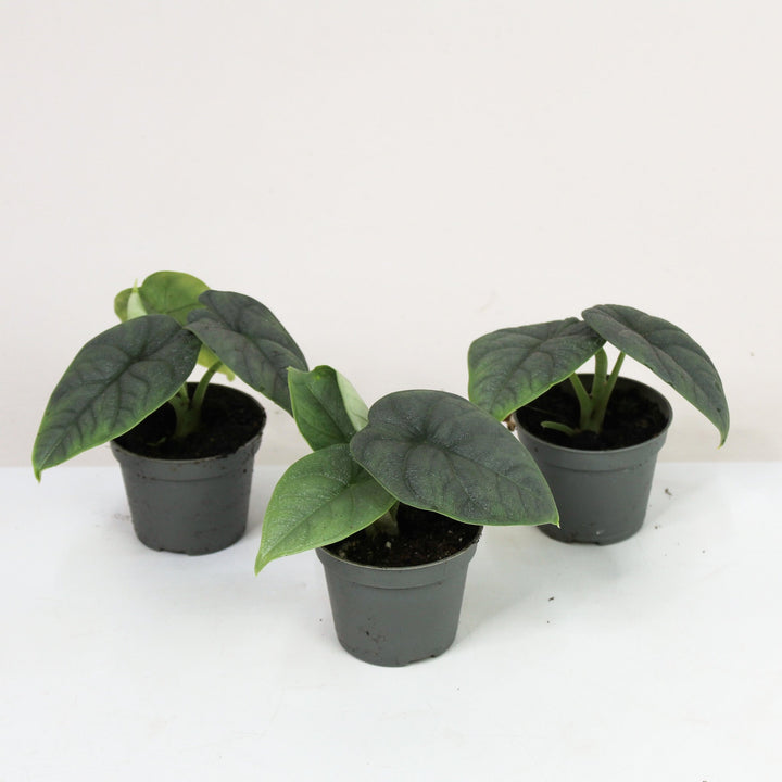 Alocasia Melo - Babypflanze Foliage Dreams