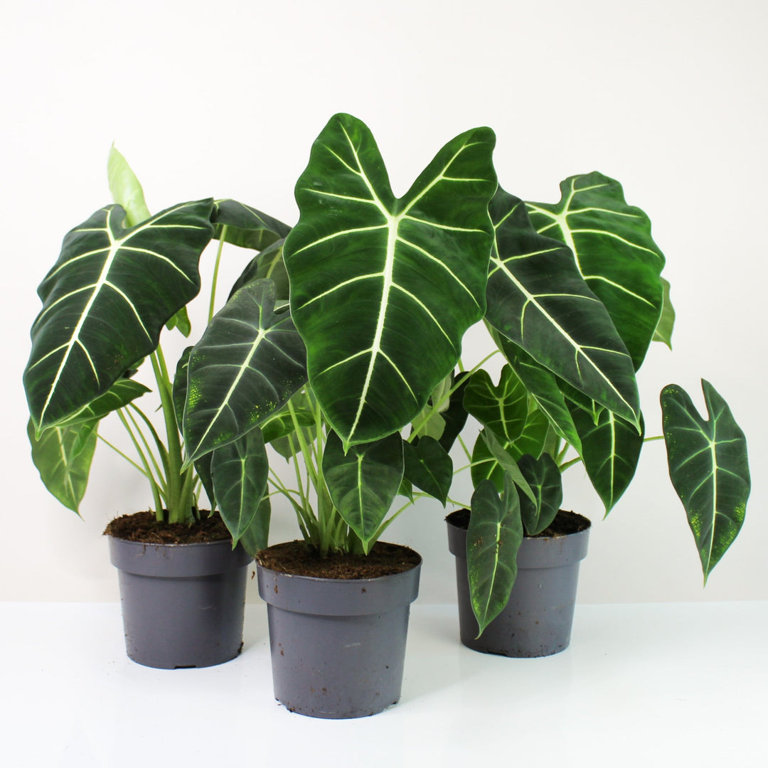 Alocasia Micholitziana 'Frydek' Foliage Dreams