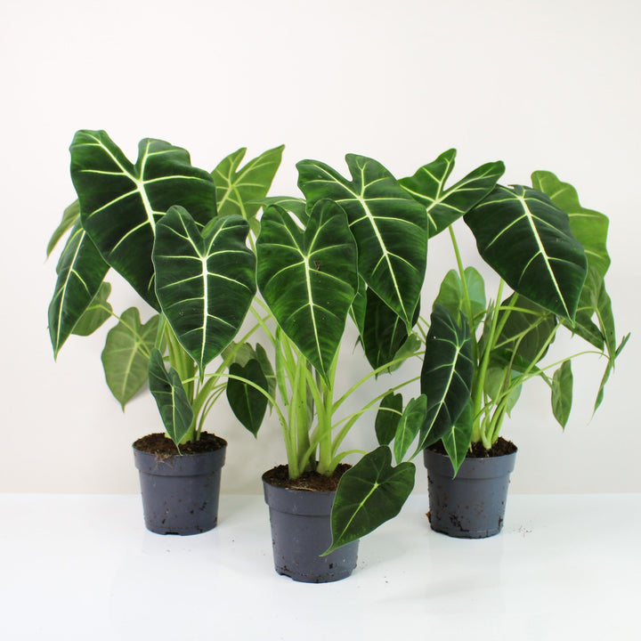 Alocasia Micholitziana 'Frydek' Foliage Dreams