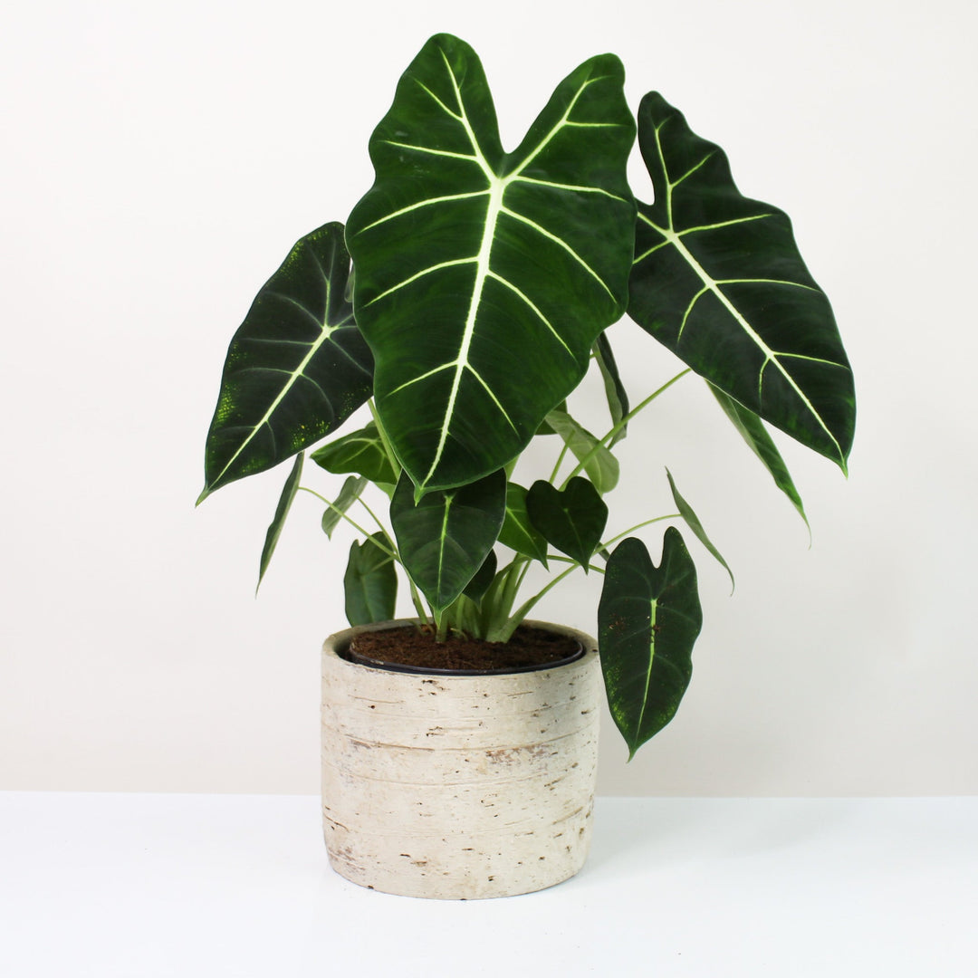 Alocasia Micholitziana 'Frydek' L Foliage Dreams