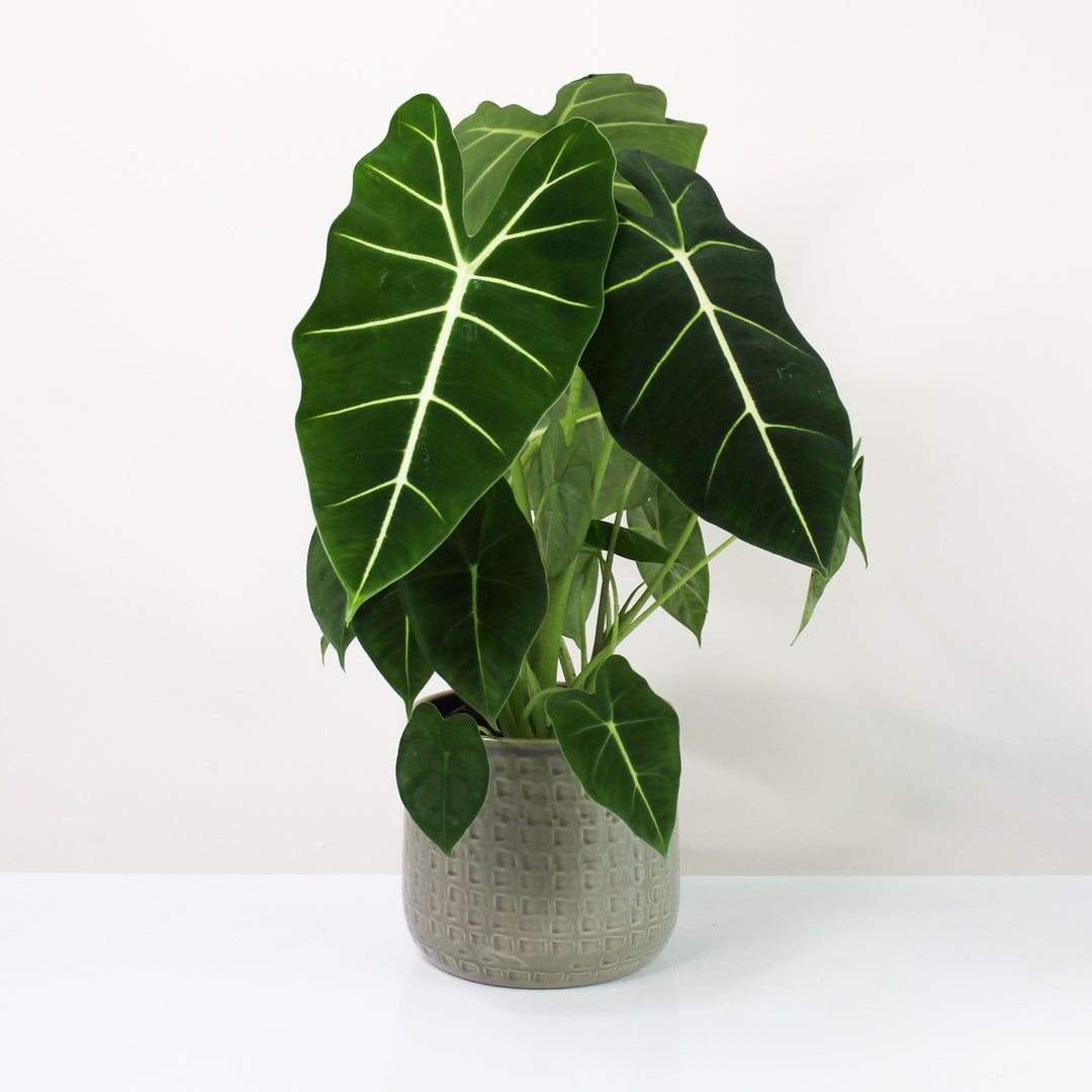 Alocasia Micholitziana 'Frydek' M Foliage Dreams