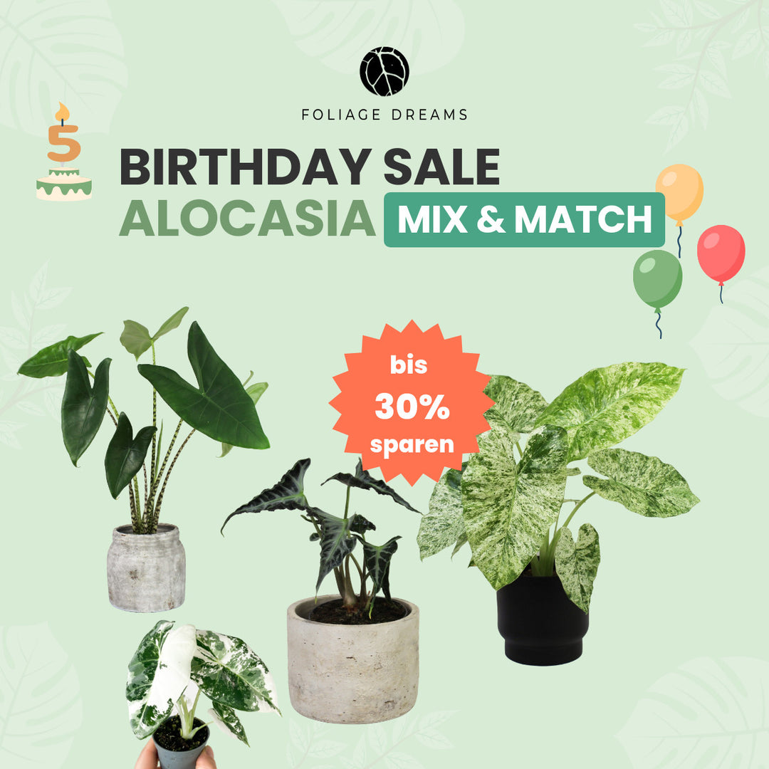 Alocasia Mix&Match Foliage Dreams