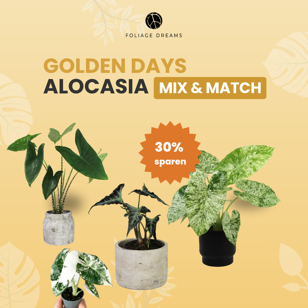 Alocasia Mix&Match Foliage Dreams