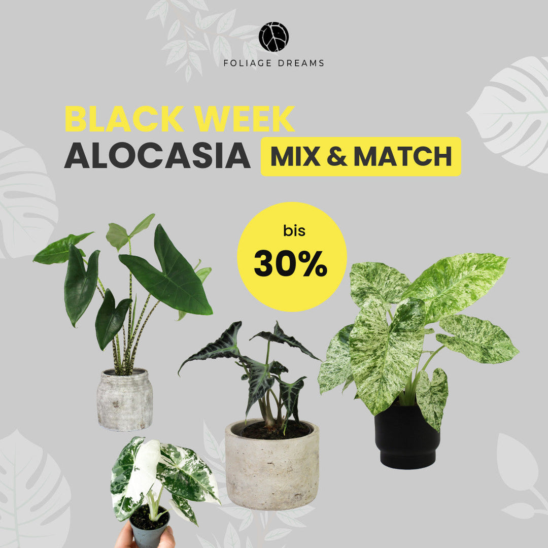 Alocasia Mix&Match Foliage Dreams