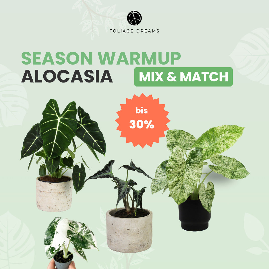 Alocasia Mix&Match Foliage Dreams