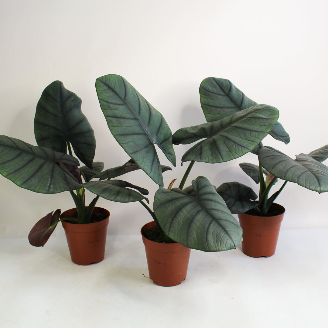 Alocasia Nebula Elaine Foliage Dreams