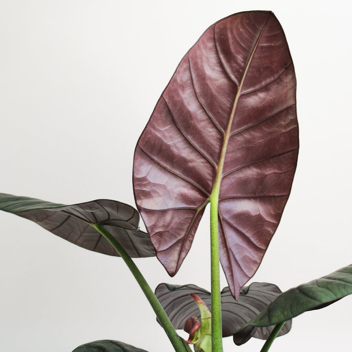 Alocasia Nebula Elaine Foliage Dreams