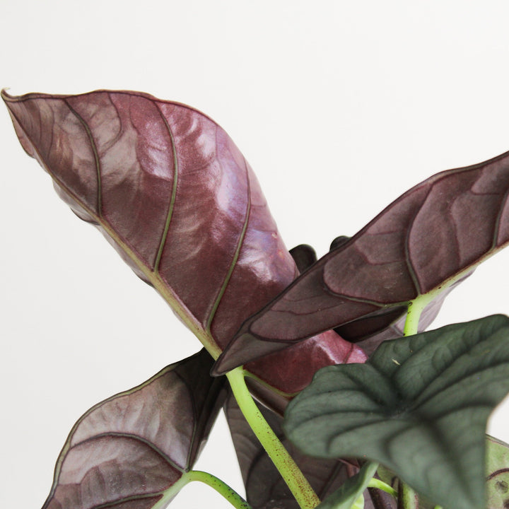 Alocasia Nebula Hybrid Foliage Dreams