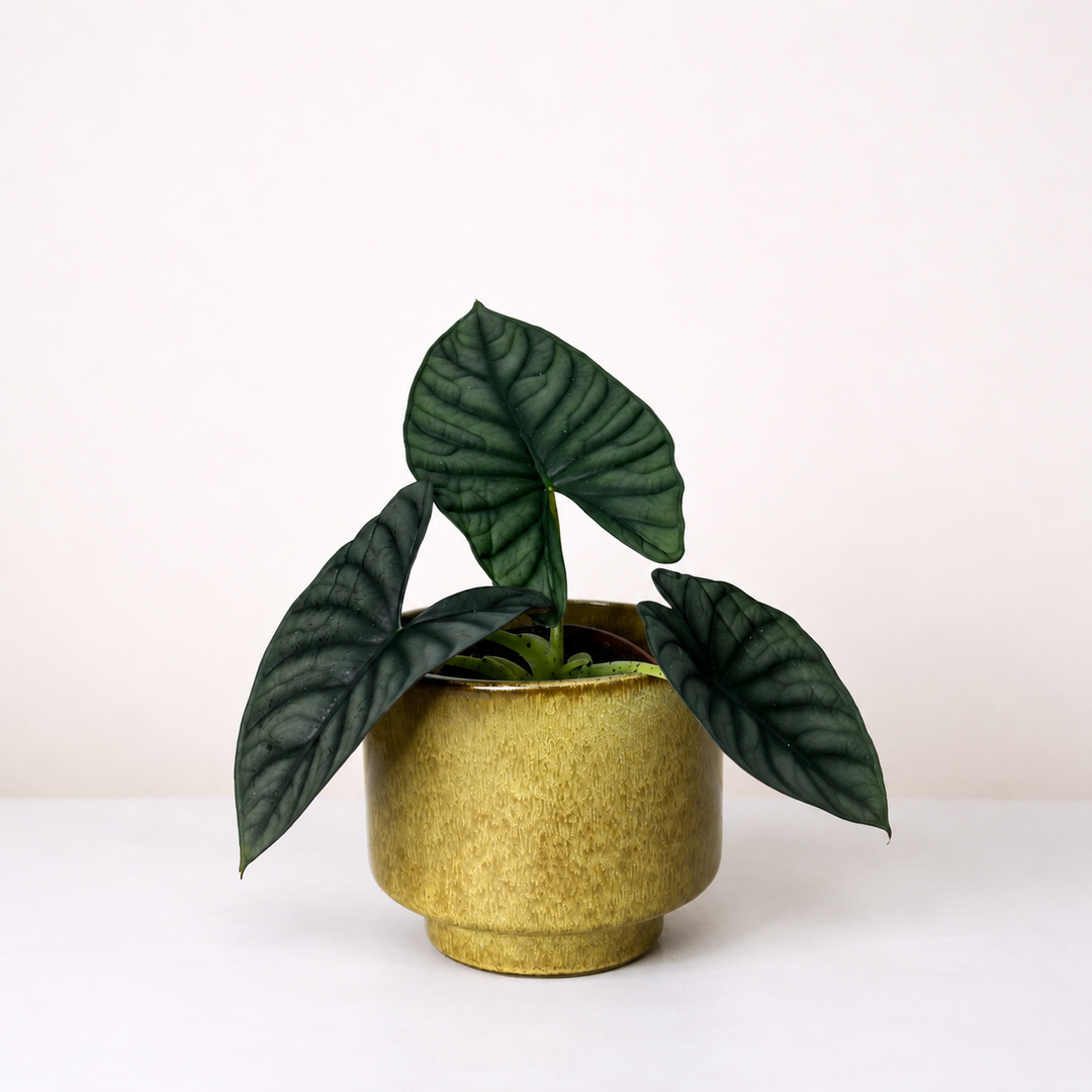 Alocasia Nebula 'Imperialis' M Foliage Dreams