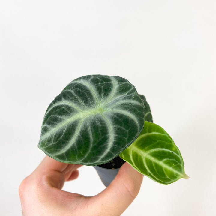 Alocasia Ninja - Babypflanze Foliage Dreams